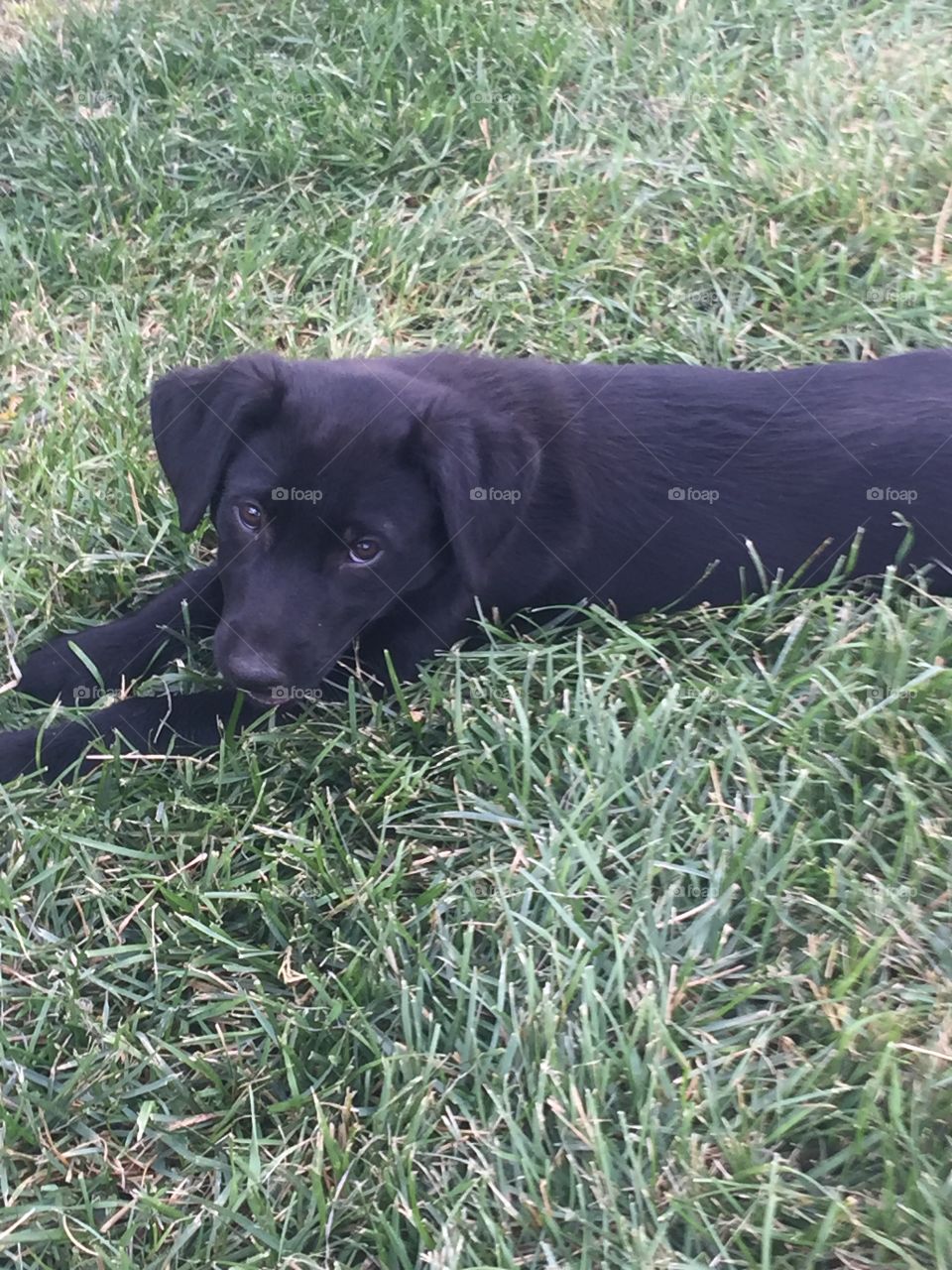 Puppy laying in grass 