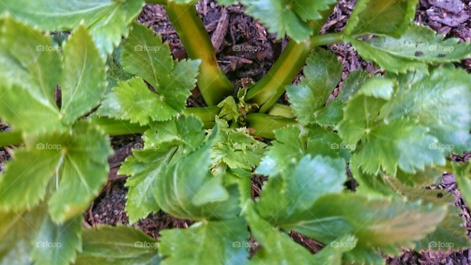 growing celery plant