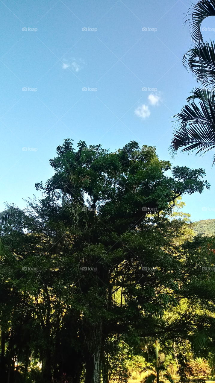 BELA ÁRVORE NO JARDIM