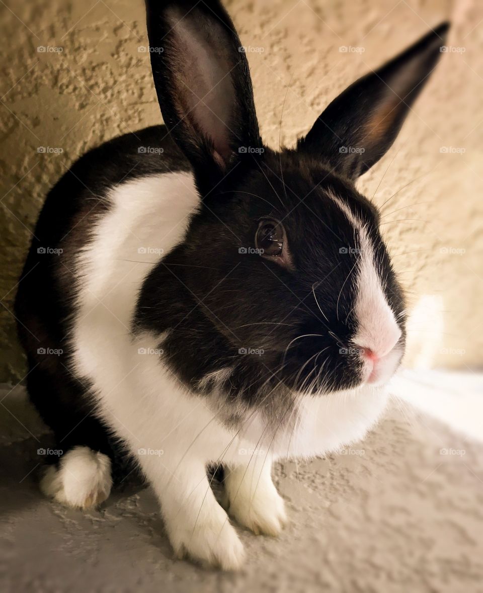 Sitting in the shade 