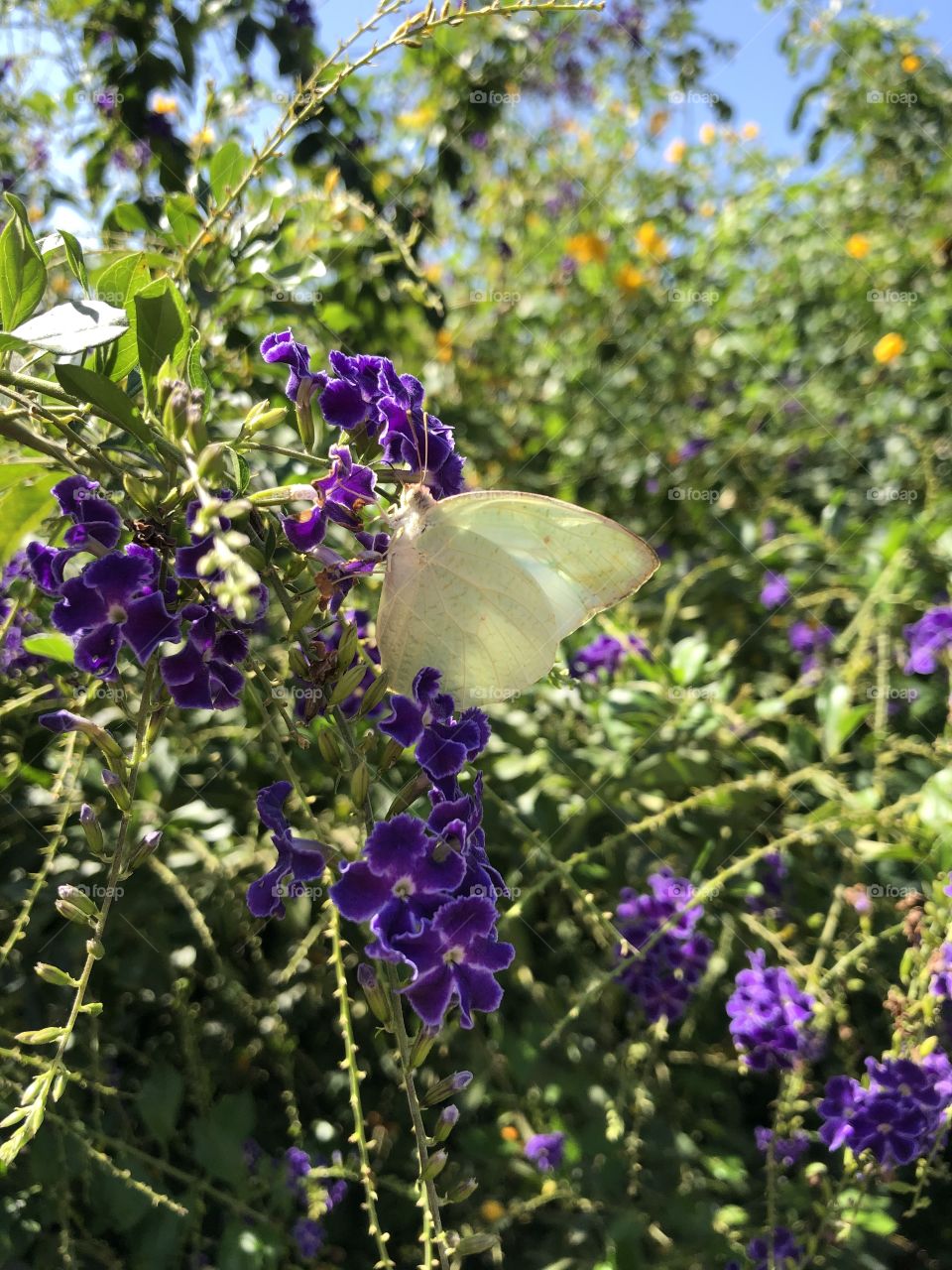 A light yellow butterfly and purple flowers and green leaves in the background 