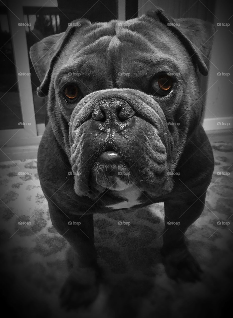 Those big honey-colored eyes again