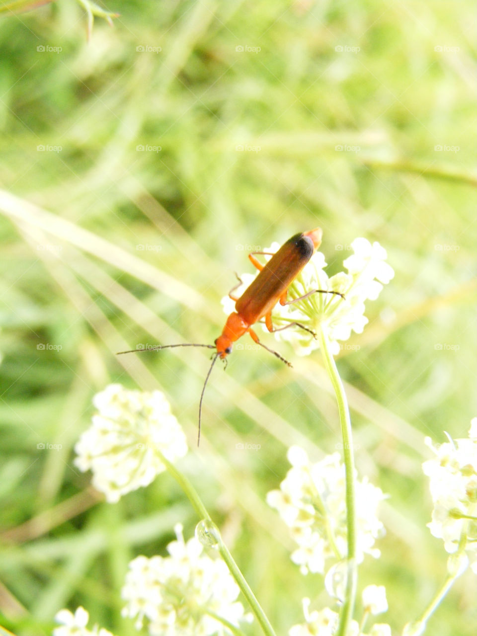 macro orange bug by james.c.parker.33