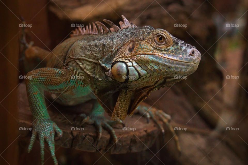 Iguana