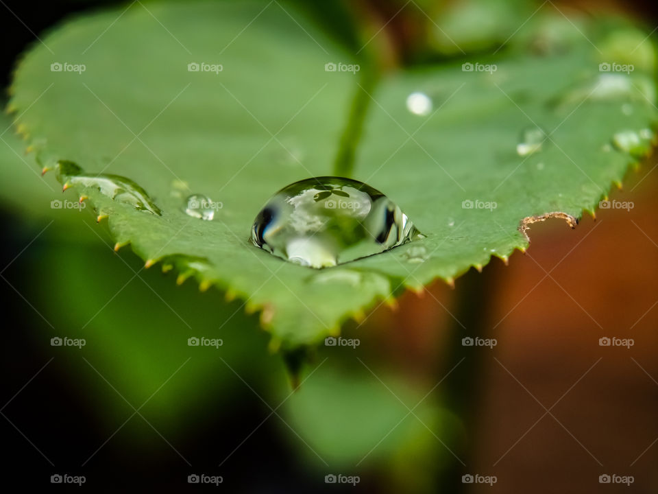 water droplet on a rose leaf