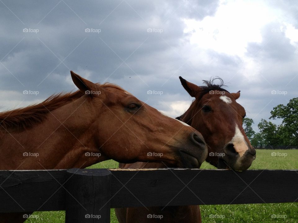 Horse buddies 