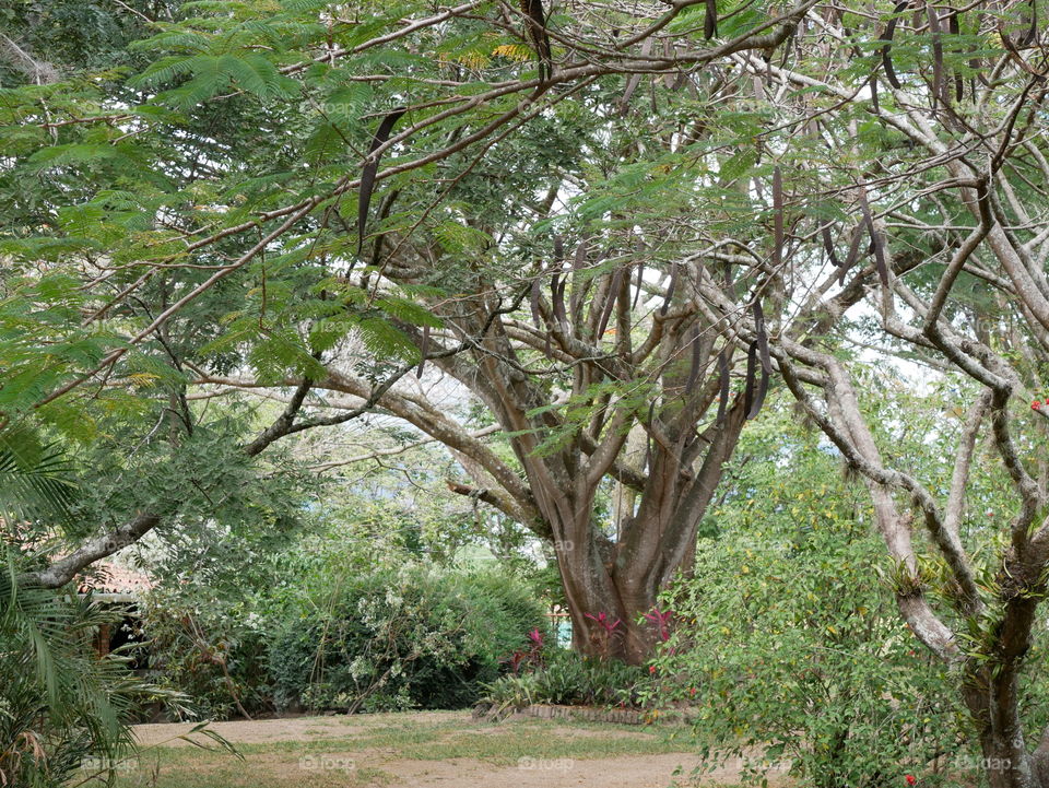 Farm traer un Zamorano