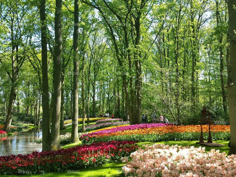 Lisse - Holland