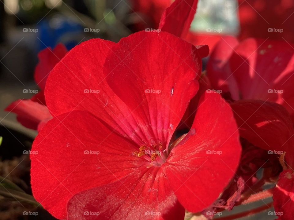 Red flower