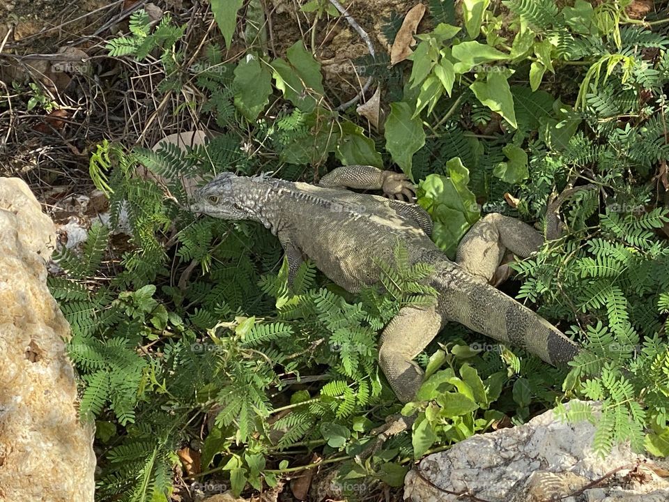 Iguana🦎