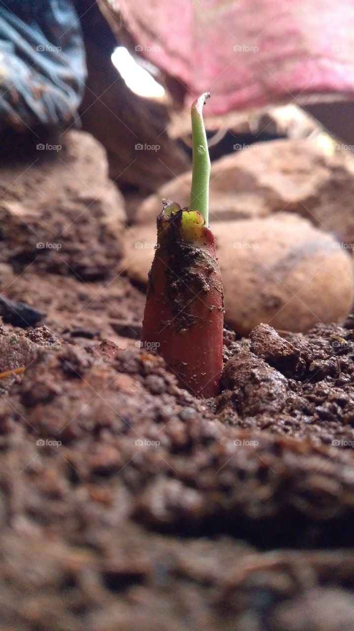 first step on growing up banana tree