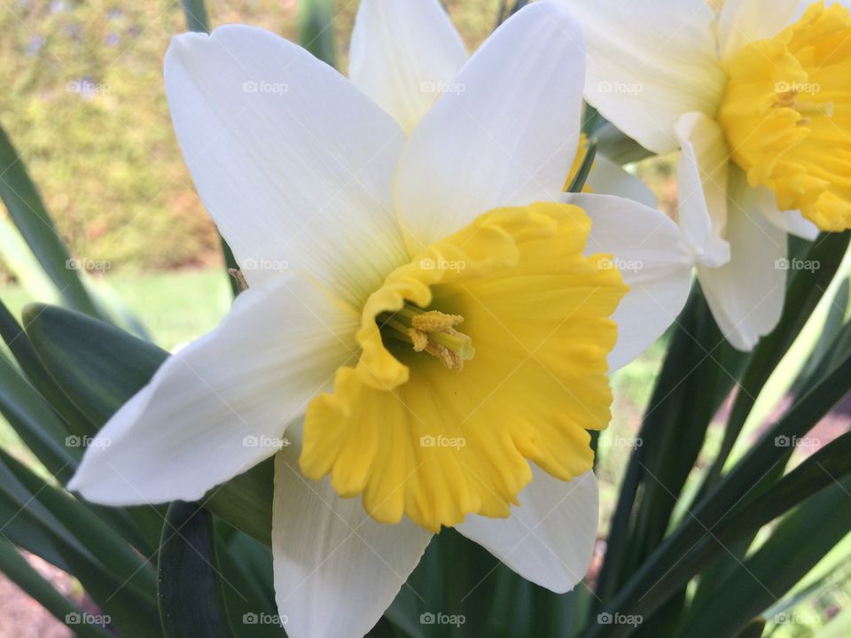 Daffodils 