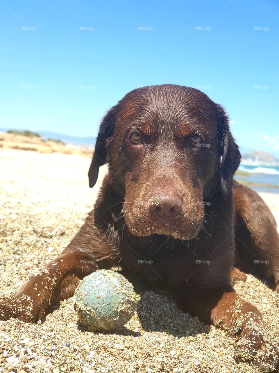 Labrador#dog#canine#hungry#beach#animal