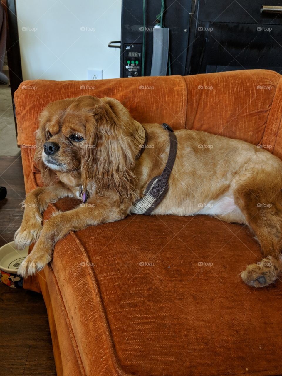 Chloe relaxing on the couch