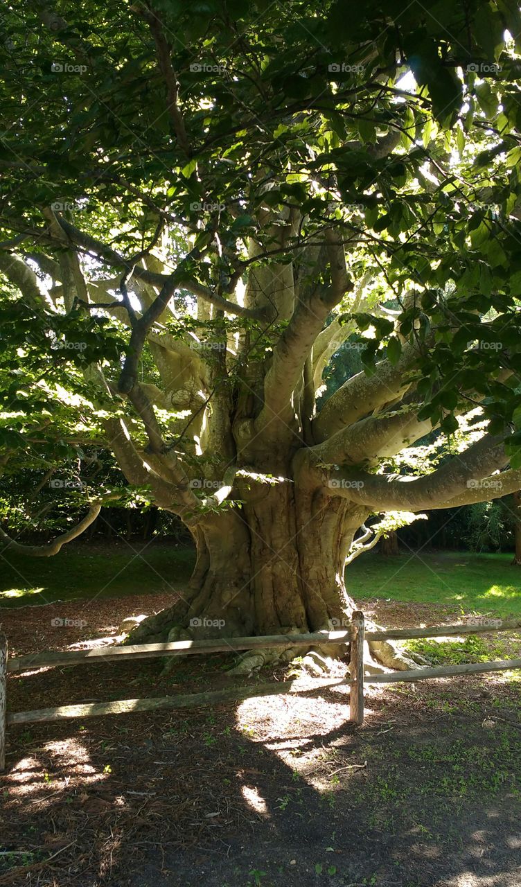 Large Ornate​ Old Tree