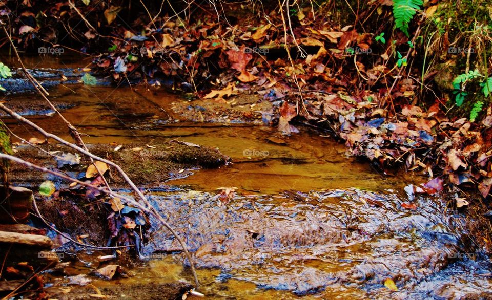 View of a stream