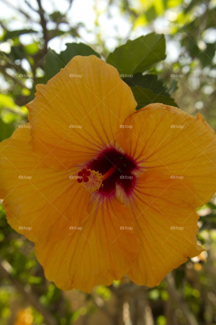 Frangipani Close Up