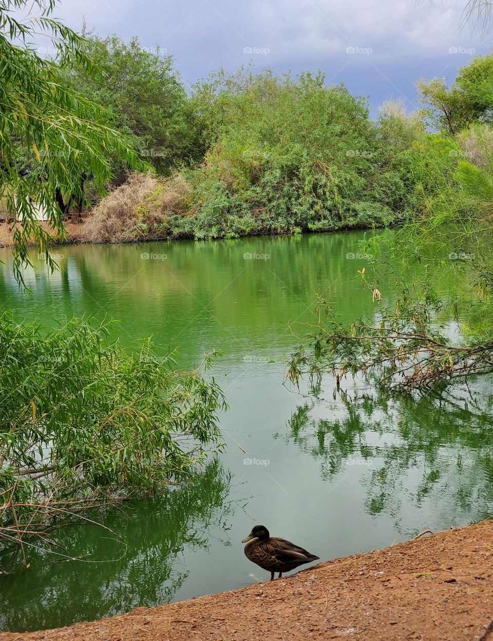 Lone Duck at the Lake