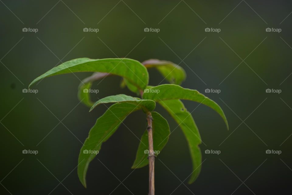 round leaf portrait spring season