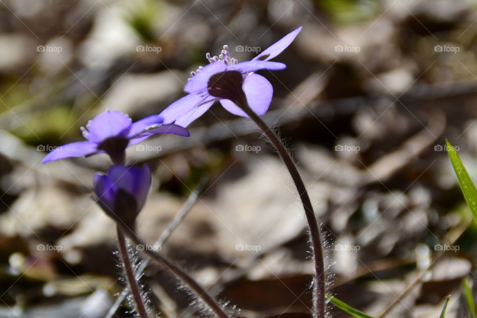 Hepatica