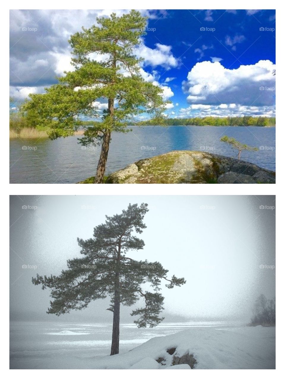 Tree in winter and summer