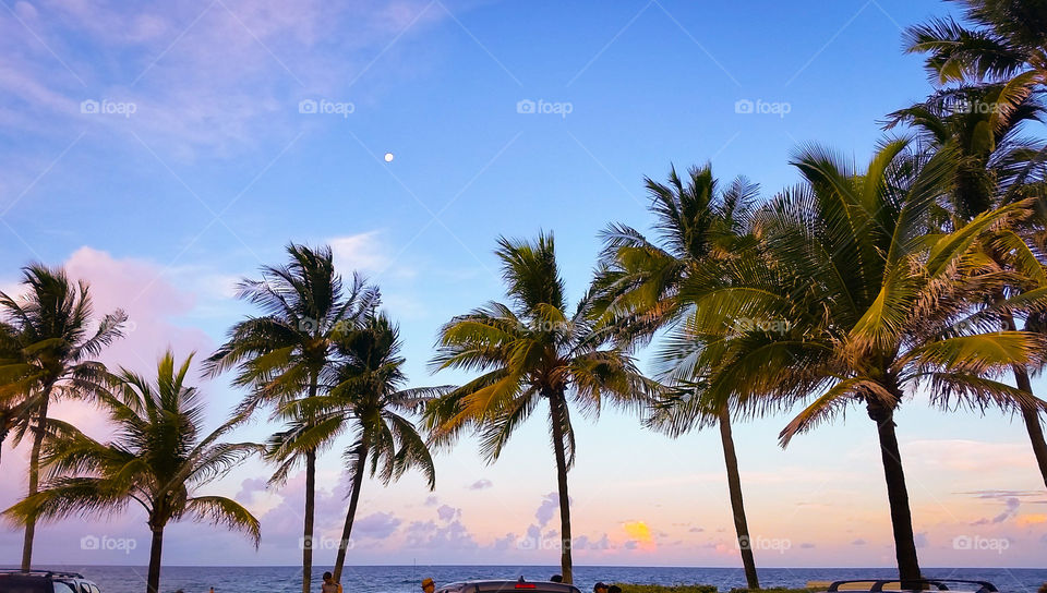 Pam trees at beach during sunset