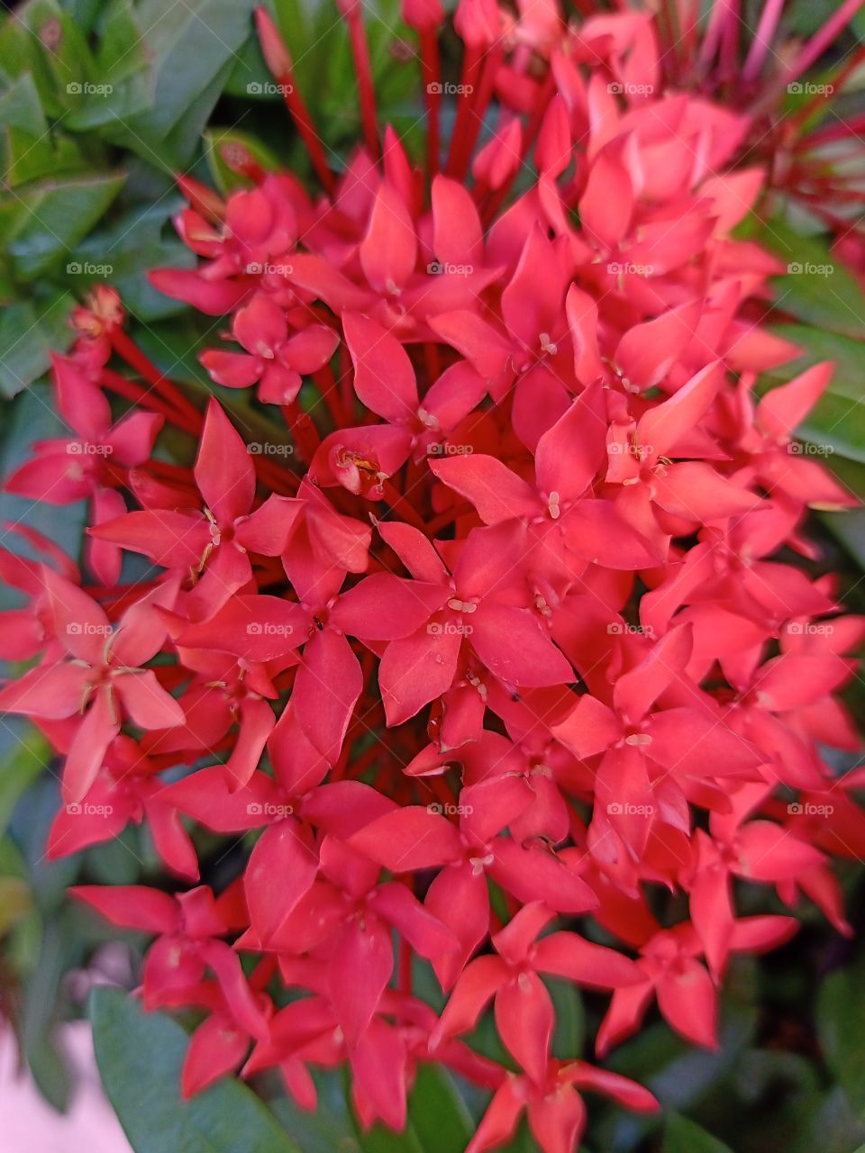 Beautiful Red Spike Flower