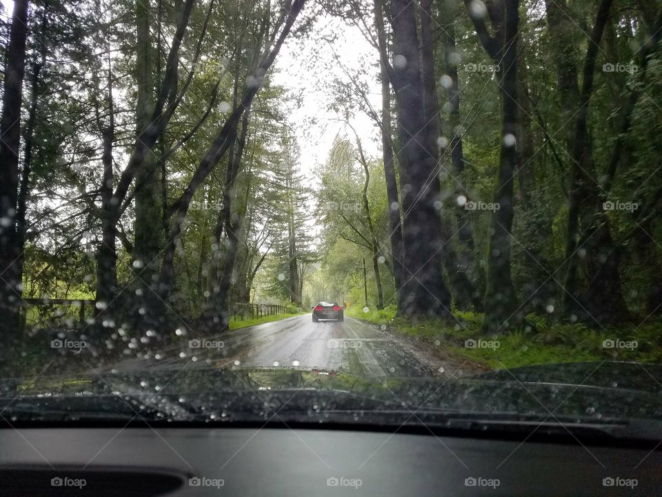 rainy drive forest