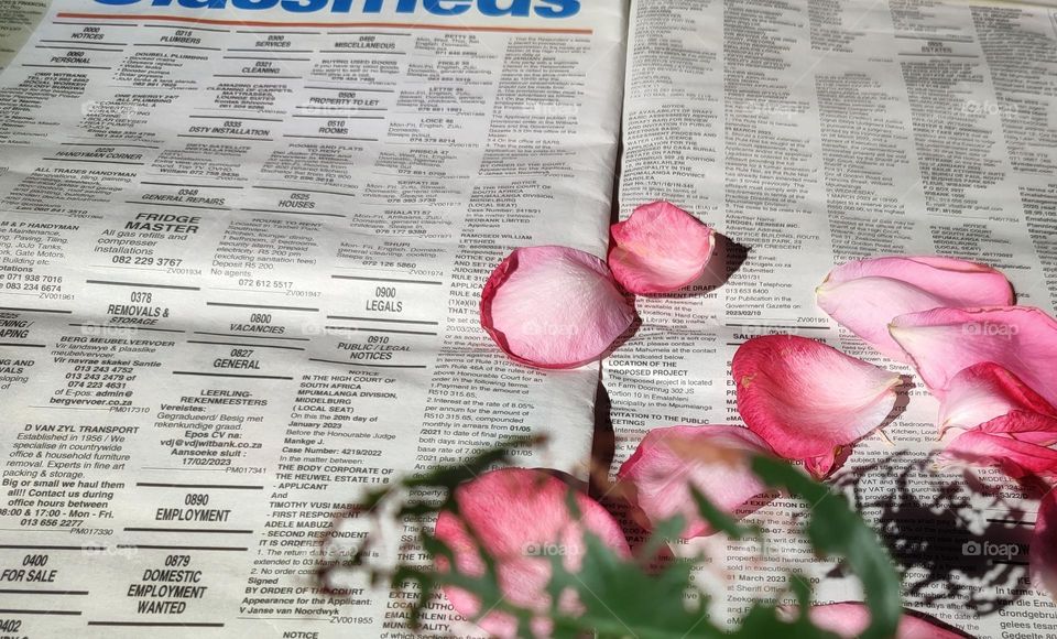 Rose petals on a newspaper with leaf shadow