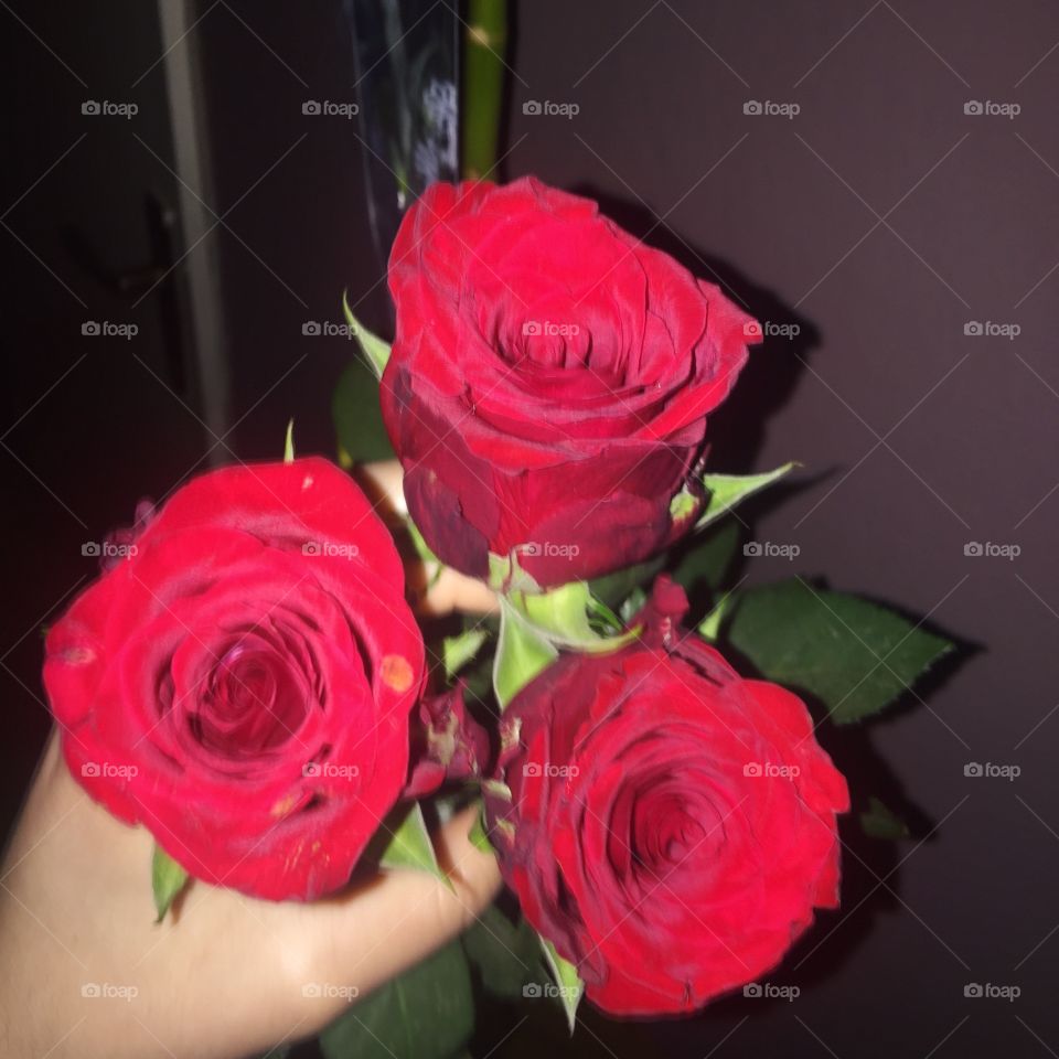 Roses for Women’s day
