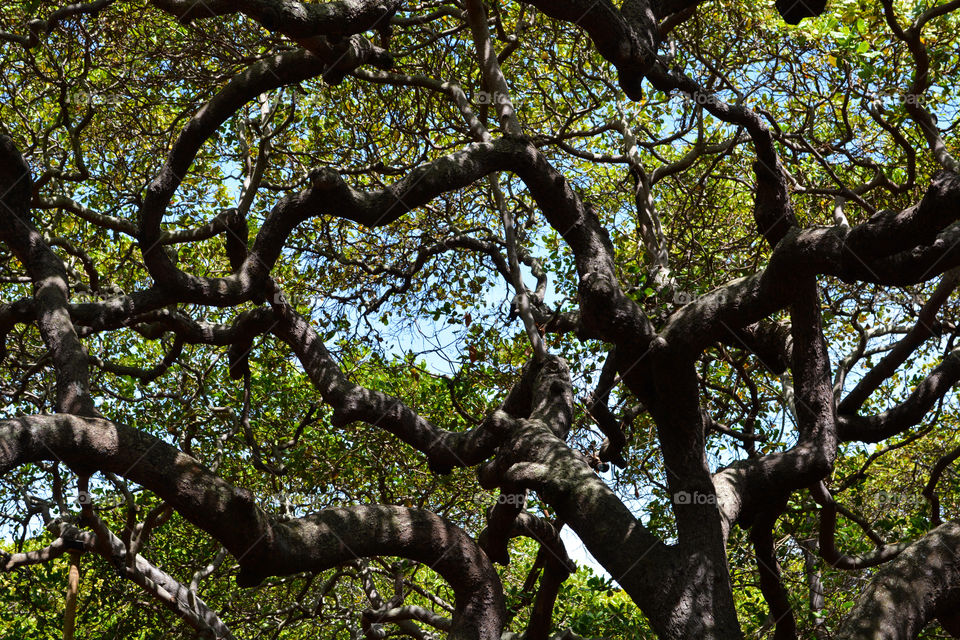 Heart shaped tree