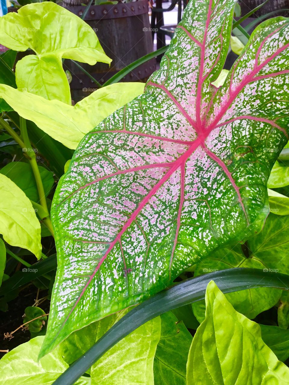 Caladium features heart-shaped leaves with deep rose veins and contrasting green on the edges