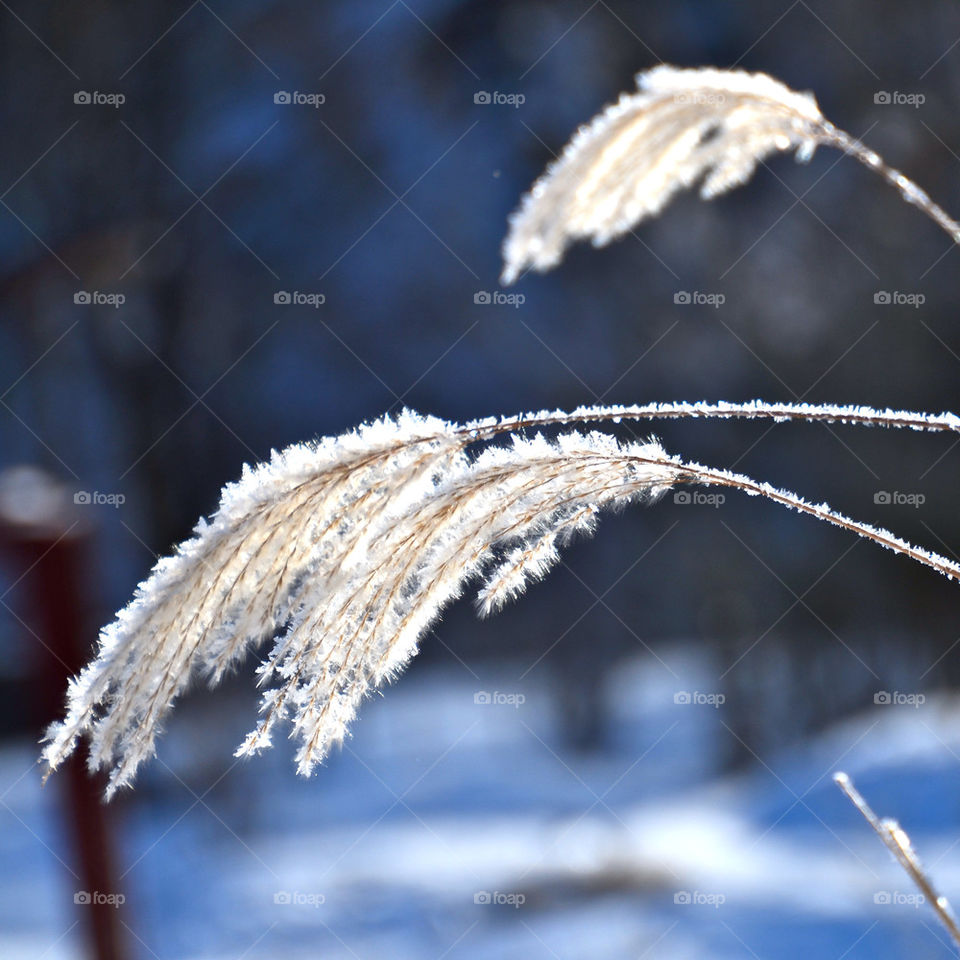 winter grass gräs frozen by birrber