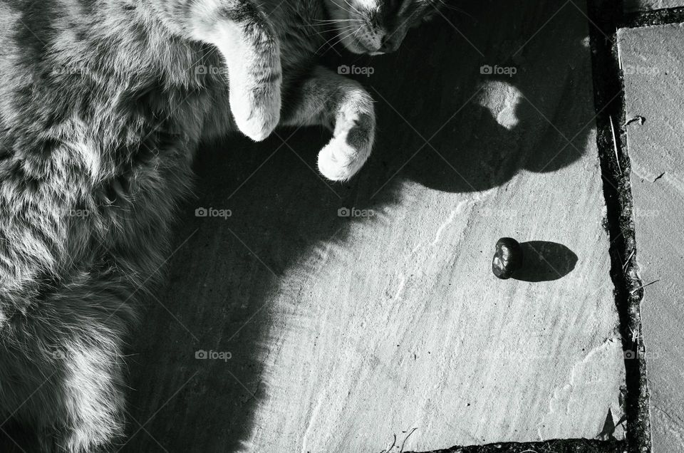 Playful cat playing with a conker edited in high contrast black & white giving definition to light and shadow 