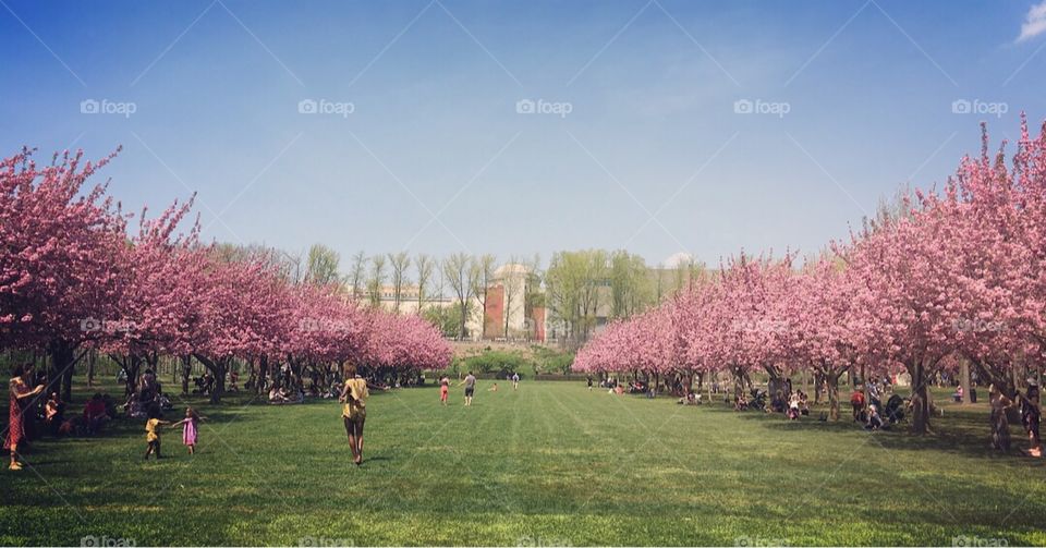 Brooklyn Botanical Garden - Japanese Cherry Blossom Trees - Brooklyn - New York City - New York - 2018 