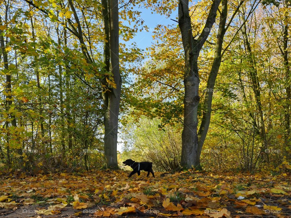 Autumn colours