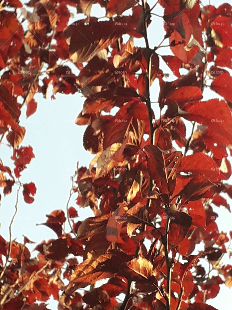 sunlit autumn coloured leaves against blue sky