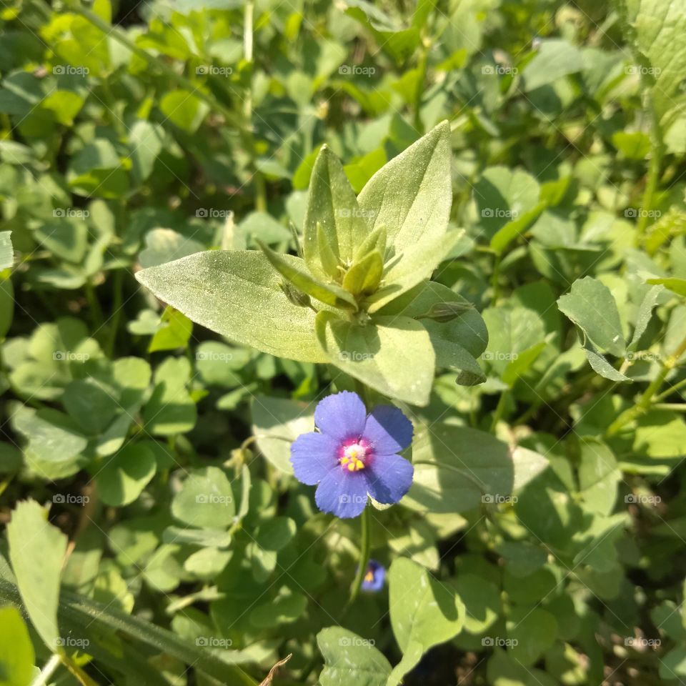 Blue 💙 flower in the middle of a field
