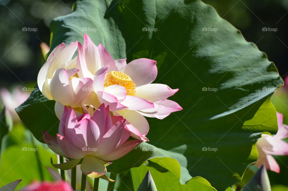 signs of Summer, lotus flower blooming as two 🐝 bees flies towards it