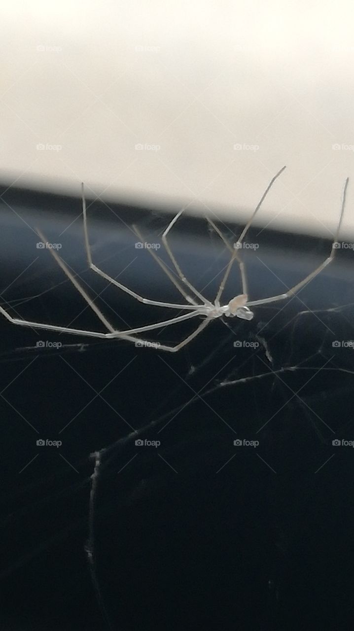 spider in ofgice