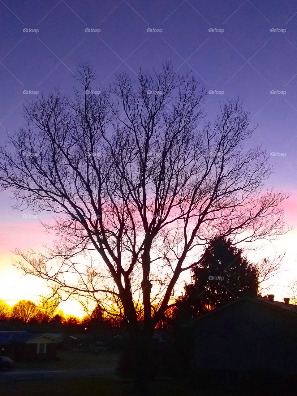 Sunrise Tree Silhouette {Colour Corrected}