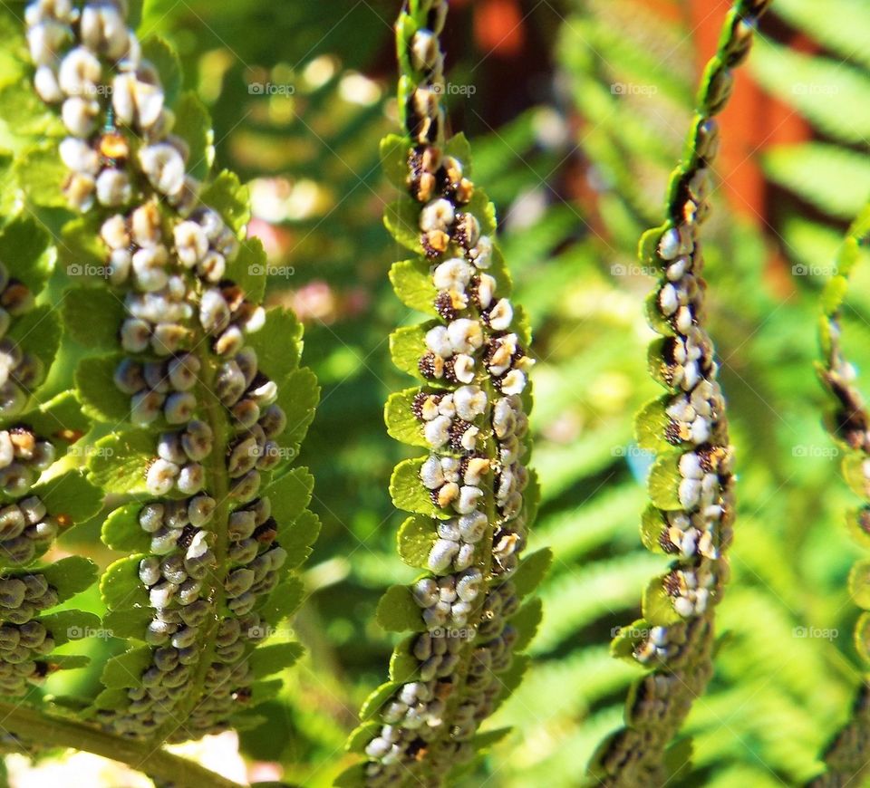 Seeds at the back of leaves