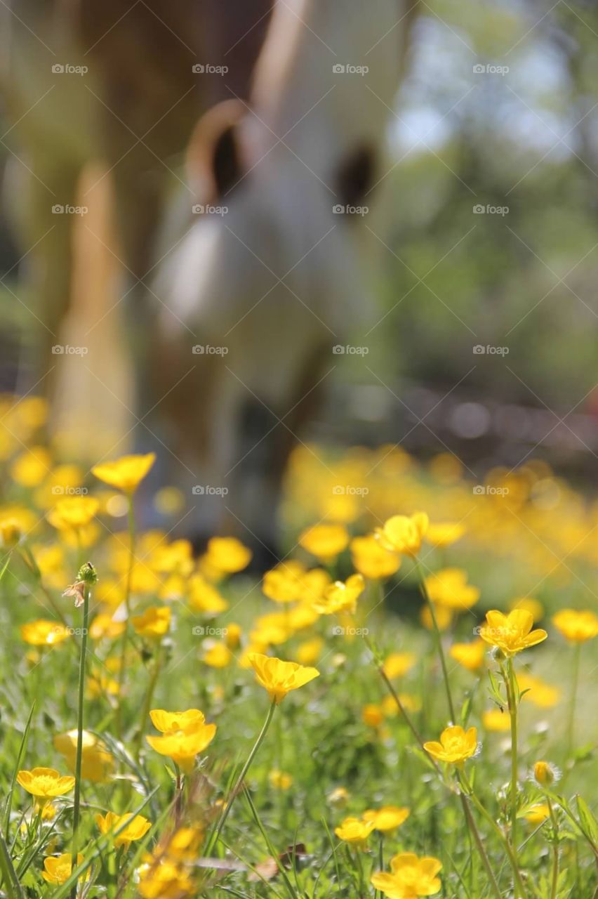 Grazing in Yellow