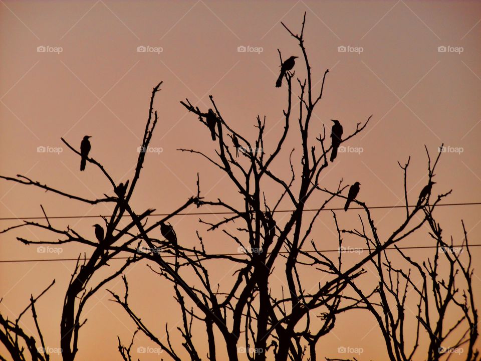 bird is the word 2. This is a picture of some birds that I saw while out exploring. 👣 🚶 🏃 🔥 💨