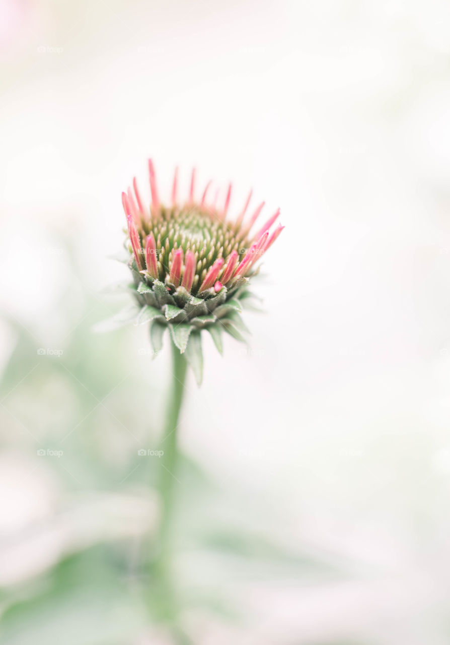 Flower about to bloom