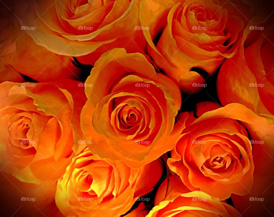 Orange roses
