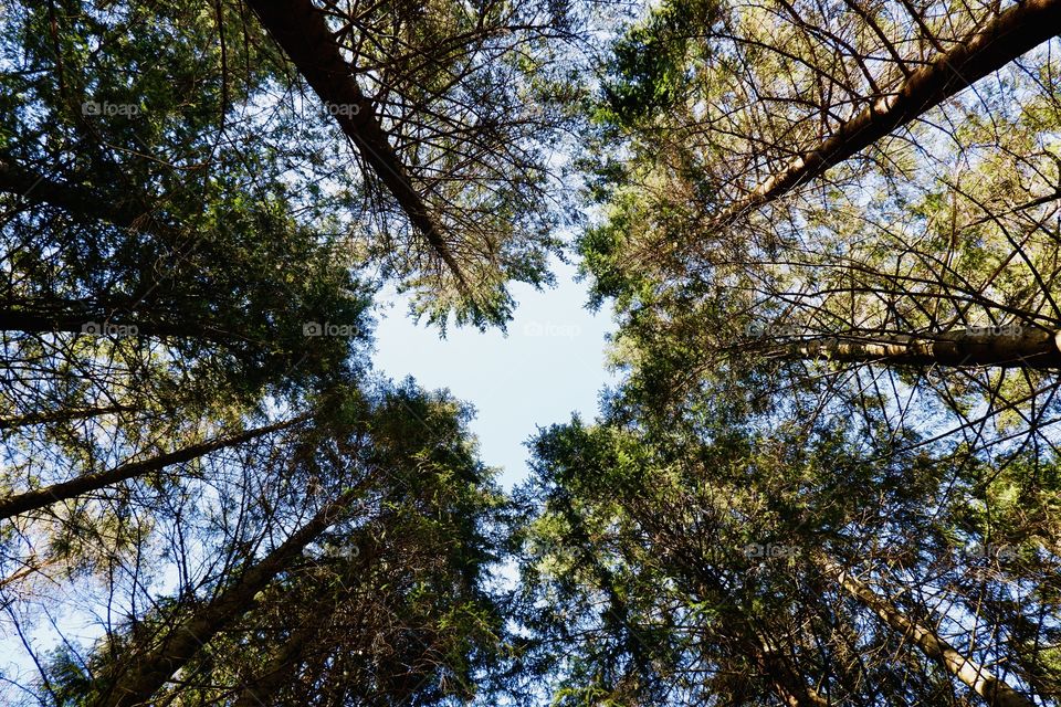 Trees seen from the ground forming a heart