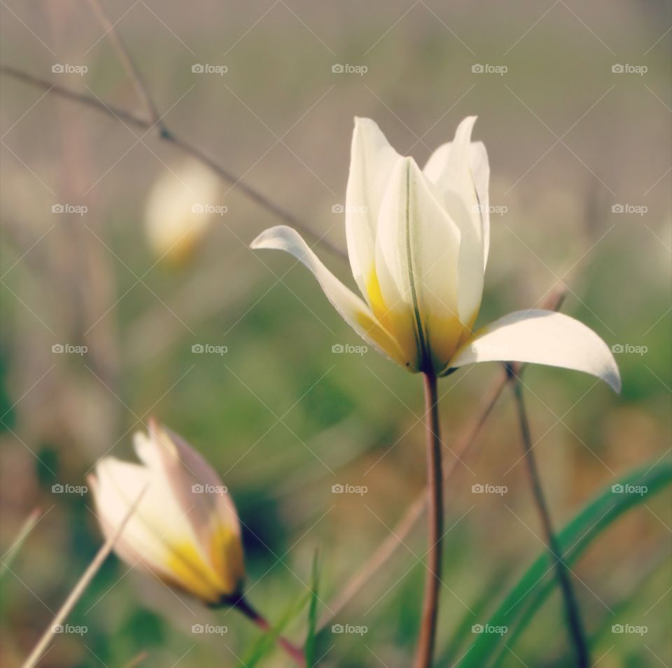 Wild tulips in Kalmykia