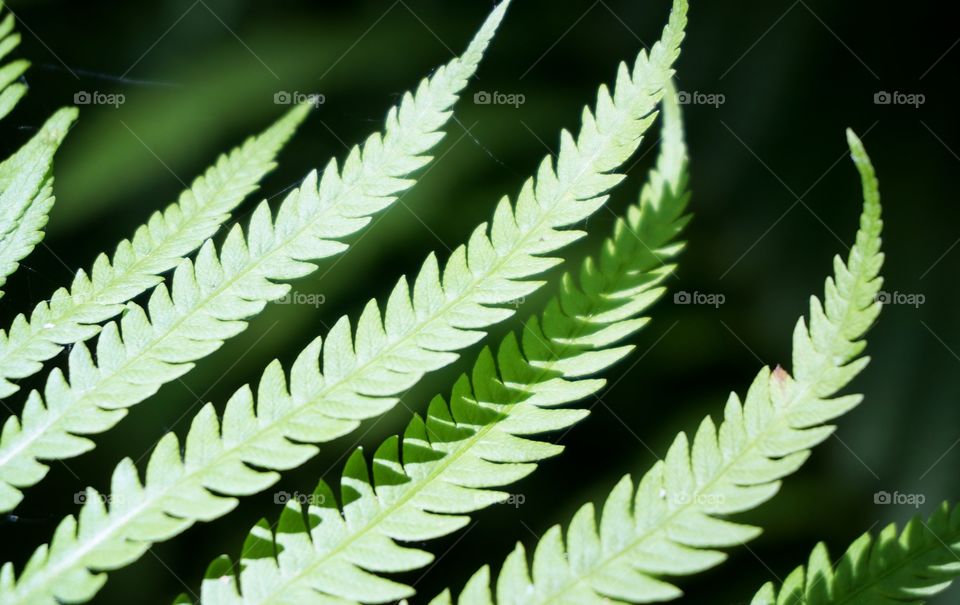 Nature. Fern 