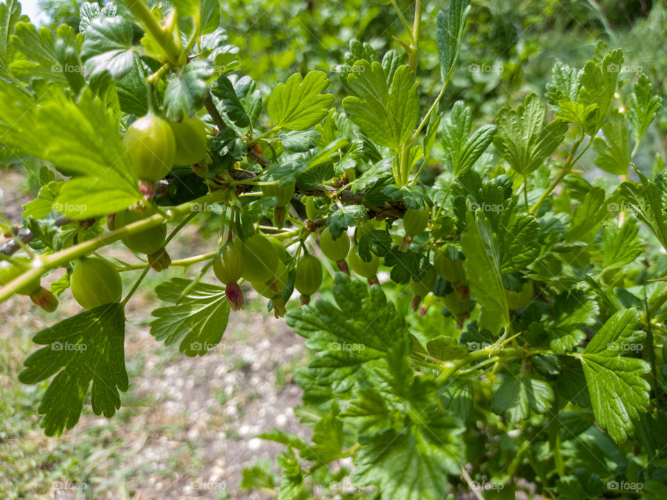 Gooseberry bush and green berries. Sunny day.